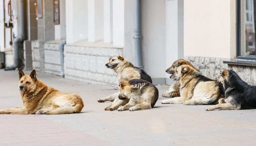 Ev köpeği 4 yaşındaki kızı öldürdü