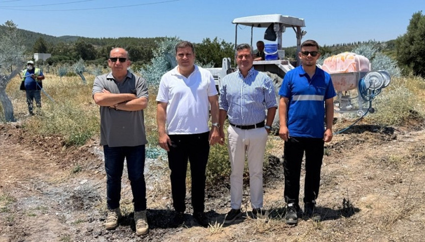 Zeytinler büyüyor, Milas kazanıyor
