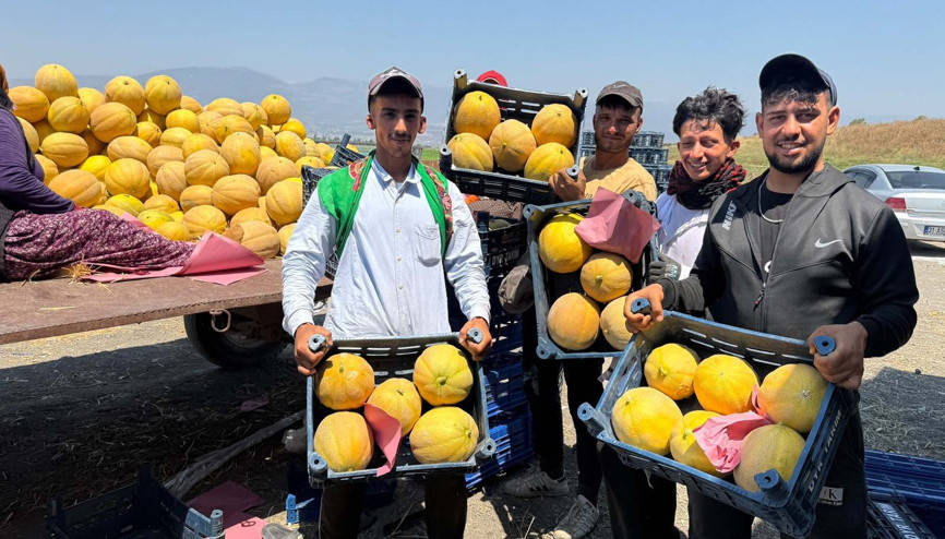 Hatay’da kavun hasadı başladı; tarlada kilosu 22 TL