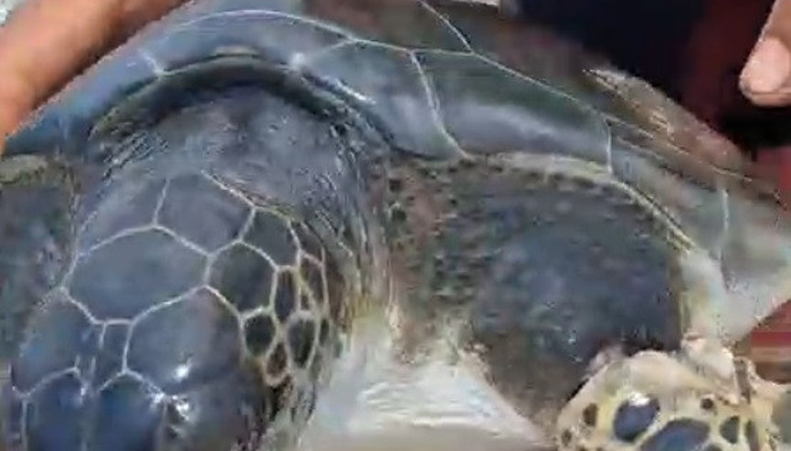 Çuvala dolanan caretta carettayı balıkçı kurtardı