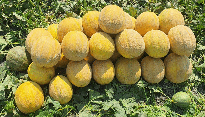 Hatayda kavun hasadı başladı