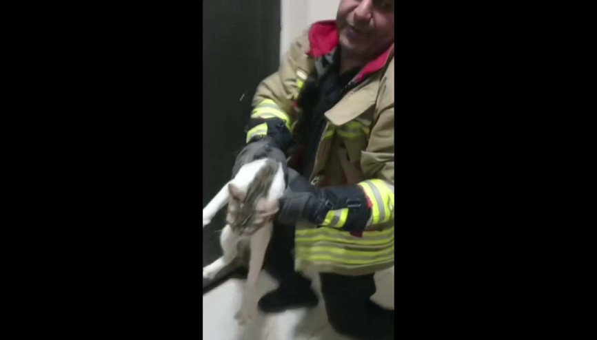 Asansör boşluğuna düşen kedi kurtarıldı