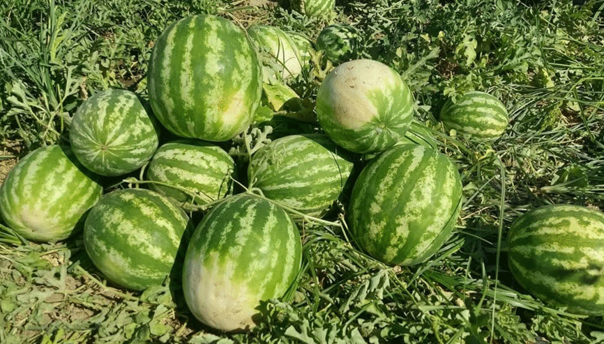 Cincin karpuzunda ilk hasat heyecanı