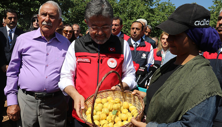 Türkiye kayısı üretiminde dünyada zirvede Türkiye kayısı üretiminde dünyada zirvede