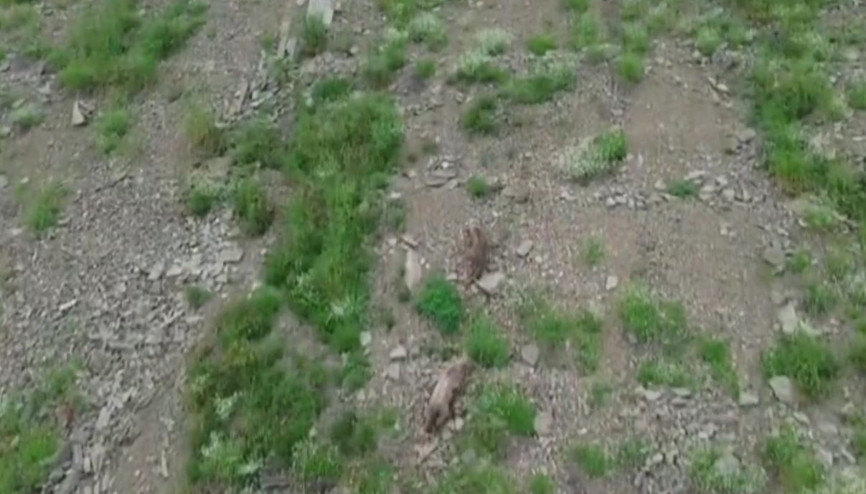 Kırsalda yiyecek arayan ayı, dronu fark edince kaçtı
