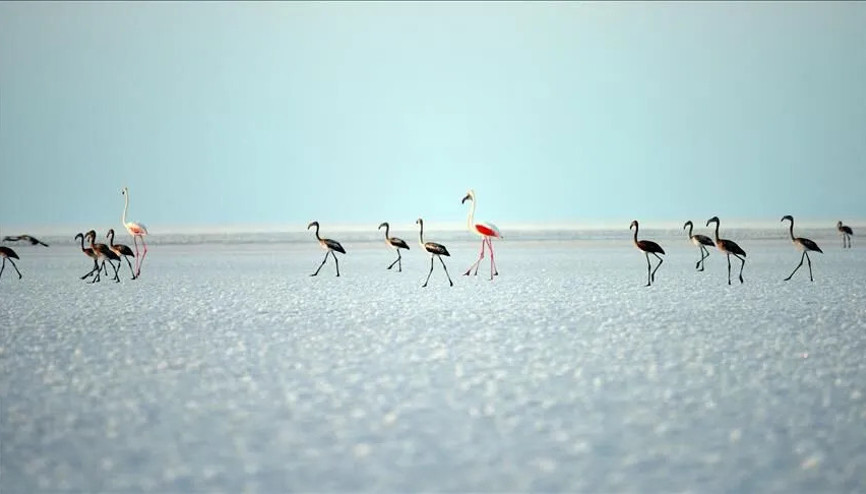 Bakan Kurumdan Flamingo paylaşımı: Son 5 yılın en yüksek yavru sayısına ulaştık