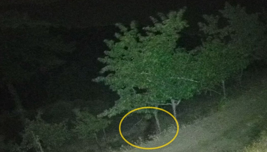 Çorumda köye inen ayılar bahçelere zarar verdi