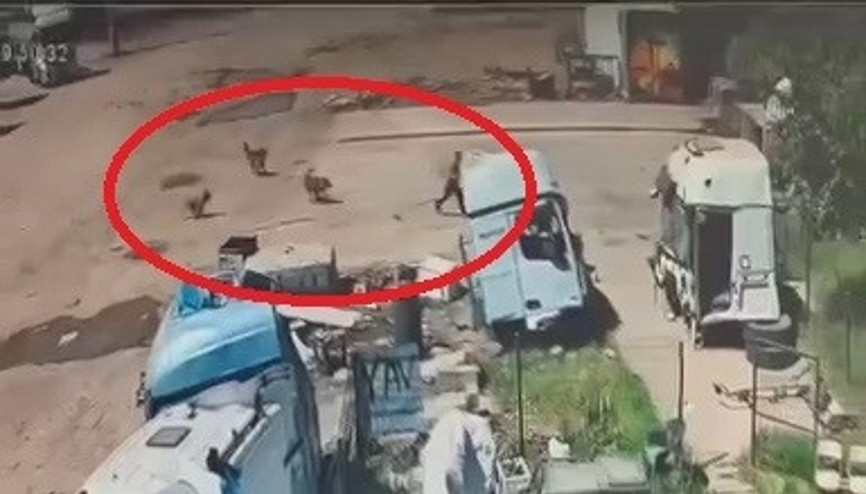 Başıboş köpeklerin saldırdığı çocuğu, babası ve amcası kurtardı