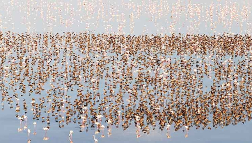 Flamingo rekoru: 12 bin 800 yeni yavru kuluçkadan çıktı