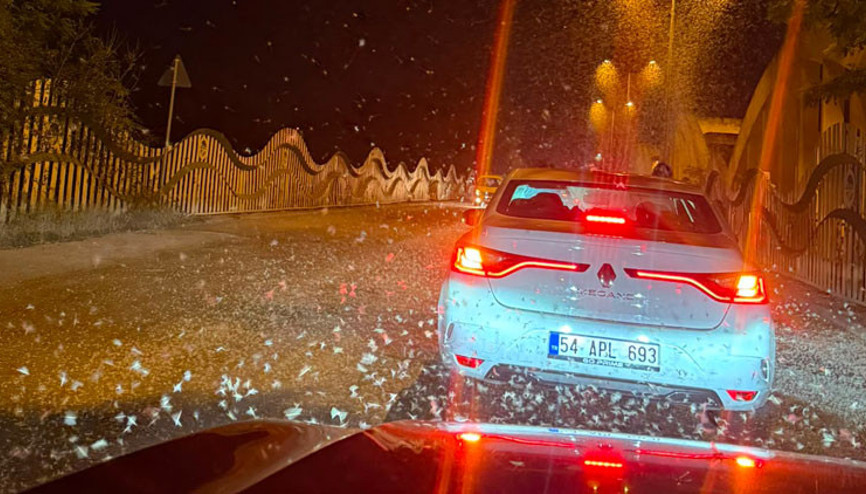 Sakaryada milyonlarca kelebeğin ölüm dansı