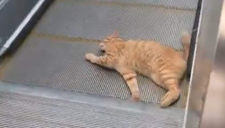 İstanbuldaki metro istasyonunda kedi yürüyen merdivene sıkıştı