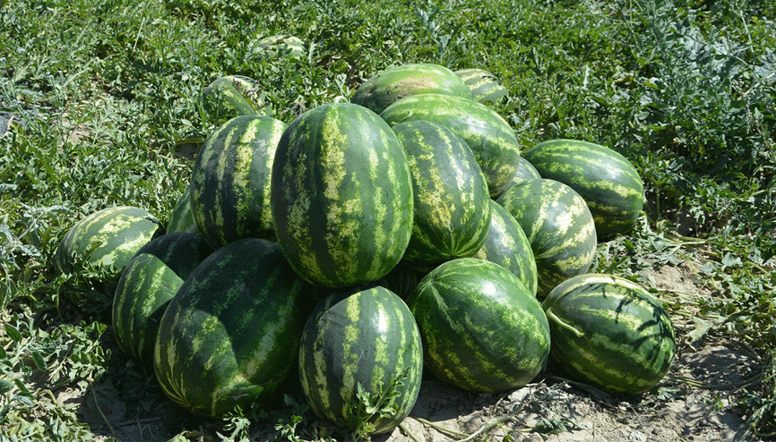Dağlardan gelen kar sularıyla yetişiyor: Yayla karpuzu tezgahlarda Dağlardan gelen kar sularıyla yetişiyor: Yayla karpuzu tezgahlarda