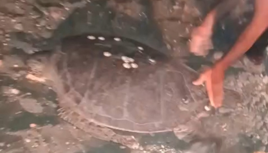 Sahilde yönünü şaşıran caretta carettayı vatandaşlar denize ulaştırdı