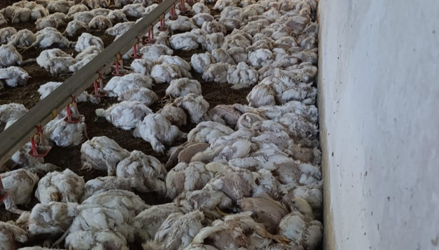 Çiftliğin havalandırması arızalanınca 4 bin tavuk öldü Çiftliğin havalandırması arızalanınca 4 bin tavuk öldü