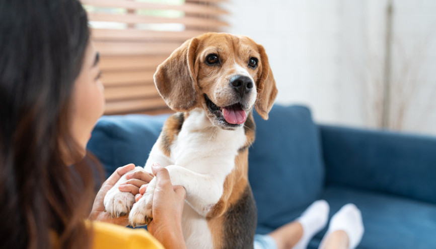Köpekli evler çocuklar için daha iyi olabilir Köpekli evler çocuklar için daha iyi olabilir
