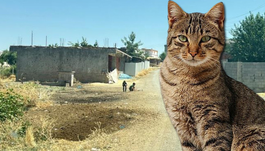 Diyarbakırda kuduz vakası: Kedinin ısırdığı 4 yaşındaki çocuk entübe edildi Mahallede çalışmalar başlatıldı Diyarbakırda kuduz vakası: Kedinin ısırdığı 4 yaşındaki çocuk entübe edildi Mahallede çalışmalar başlatıldı