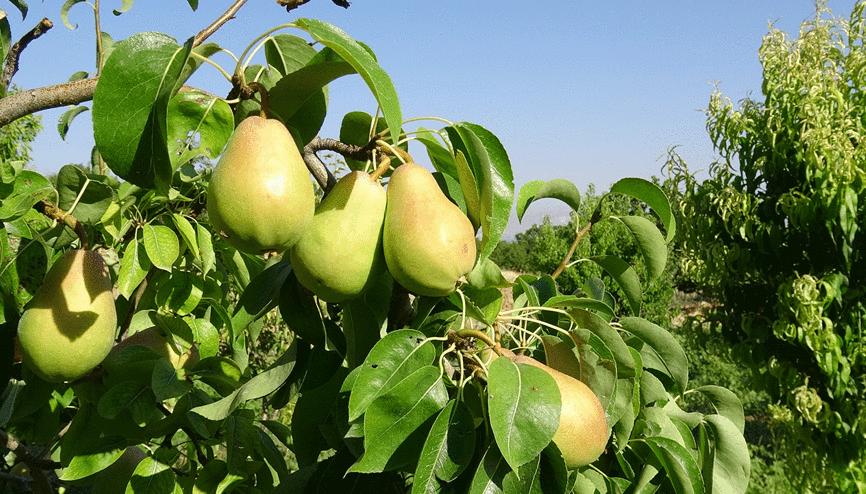 Malatyada Santa Maria armudu ve nektarin hasadı