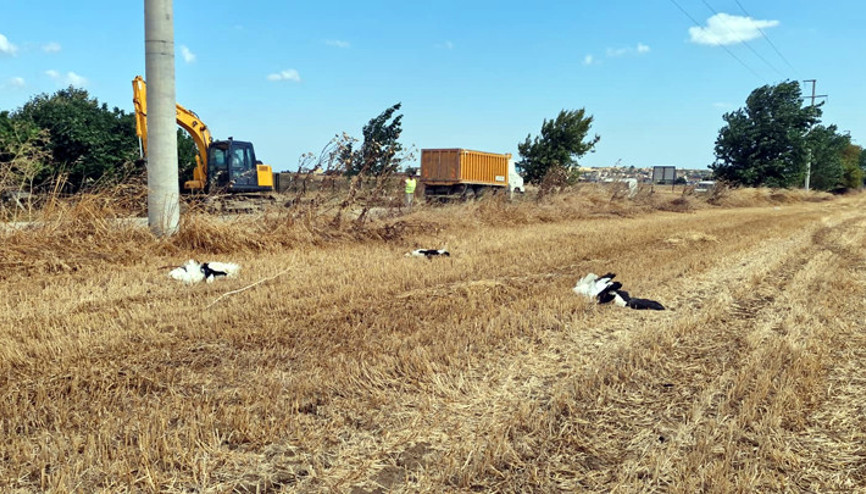 Tekirdağ’da elektrik akımına kapılan 30 leylek öldü
