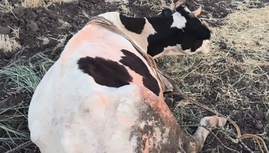 Hatay’da bataklığa saplanan inek kurtarıldı Hatay’da bataklığa saplanan inek kurtarıldı