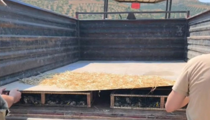 Traktörün römorkunda 2 bin 114 saka ele geçirildi; sürücüye 19,8 milyon TL ceza kesildi Traktörün römorkunda 2 bin 114 saka ele geçirildi; sürücüye 19,8 milyon TL ceza kesildi