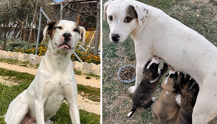 Sokak köpeği Sütlaçı av tüfeğiyle katlettiler: Hayvanseverlerden savcılığa suç duyurudu