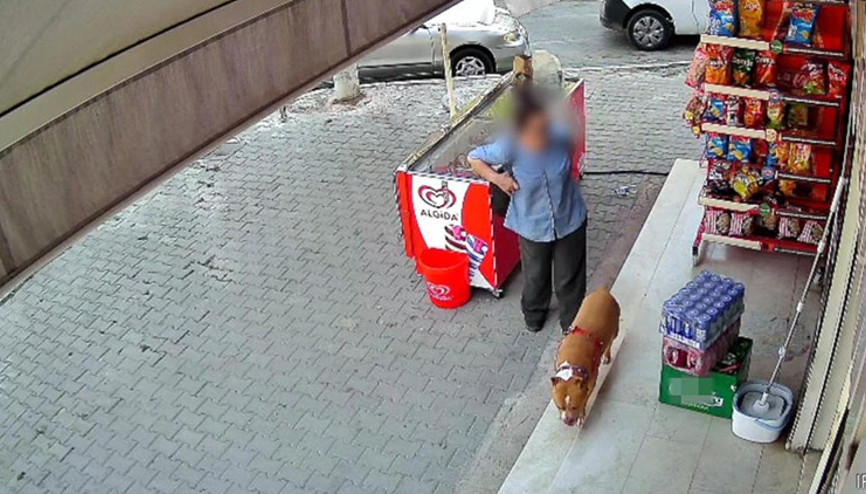 İzmirde tasmasız pitbull dehşeti: Köpeğini korumak isterken parmağından oldu